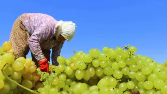 Tarımda yeni dönem: tarış kuru üzüm avans fiyatı 80 tl olarak belirlendi