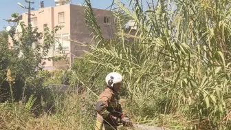 İskenderun'da alevlerin arasından kurtarılan kaplumbağaya itfaiye ekiplerinden yardım