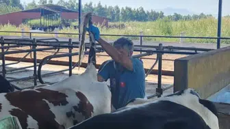 Söke'de hayvan sağlığını korumak için rutin sağlık kontrolleri yapılıyor