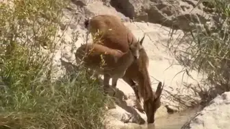 Malatya'daki Tohma Çayı'nda yaban keçileri görüntülendi