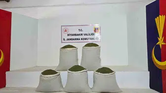 Diyarbakır'da jandarmadan büyük uyuşturucu operasyonu: 14 bin kök kenevir ele geçirildi