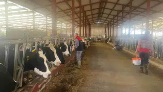 Baklan'da büyükbaş hayvanlarda şap aşılamaları başlatıldı