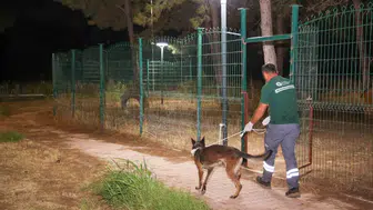 Antalya'daki yangın sonrası hayvan dostları için seferberlik: 105 köpeğe anında müdahale