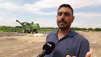 Malatya'da hasat dönemi başladı: Bereketli ayçiçeği rekoltesi çiftçileri sevindirdi