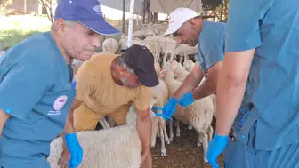 Köşk’te küçükbaş hayvan kimliklendirme çalışmaları hızlanıyor