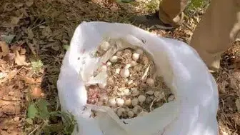 Tunceli'de koruma altındaki dağ sarımsağını toplayan 3 kişiye 2 milyon lira ceza uygulandı