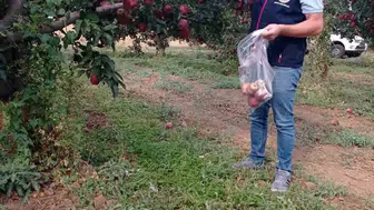 Çivril ilçesinde elma bahçelerinde pestisit kontrol çalışmaları sürüyor