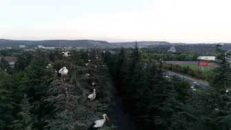 Eskişehir'de mola veren leylekler dron ile görüntülendi