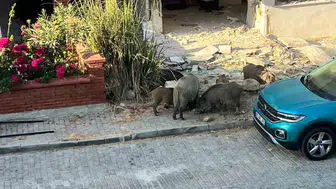 Domuz sürüsü mahallede dolaşırken vatandaşlar endişelendi