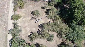Büyükada'nın atları Daday'daki çiftliklere yerleşti