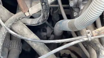 Sivas'ta kaputta sıkışan yavru kedi itfaiye tarafından kurtarıldı