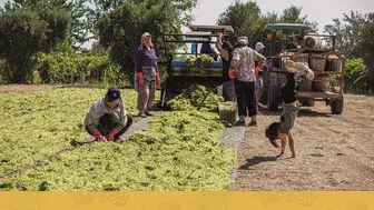 Manisa'da bağ bozumu şenliği fotoğraf yarışmasının kazananları açıklandı