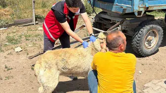 Yozgat'ta köpek sahiplerine kayıt uyarısı: Cezalar 10 bin TL'den başlıyor