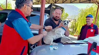 Çay ilçesinde evcil hayvanlara kimliklendirme ve kuduz aşısı uygulandı