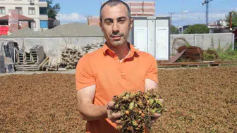 Ordu'da fındık hasadı devam ediyor: üreticiler sahil kesimlerine yöneldi