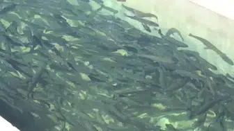 Taşlıçay'da alabalık tesisi ile sosyal yaşam güçleniyor