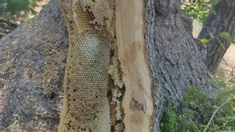 Palu'da ağaç kovanında doğal bal keşfi