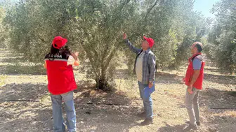Manisa'da 2026 zeytin rekolte tahmin çalışmaları başladı