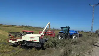 Bafra Ovası'nda çeltik hasatına başlanıyor: Üreticiler umutlu