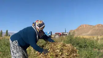 Erzincan’da beyaz kuru fasulyenin hasadına başlandı