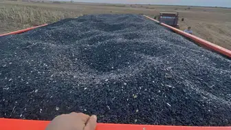Hayrabolu'da ayçiçeği hasadı başladı: Biçerdöver denetimleri sürüyor