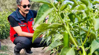 İscehisar'da jalapeno biber üretimi için saha kontrolleri yapıldı