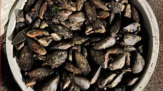 Bolu'da 650 kilo kaçak midye ele geçirildi