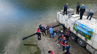 Kastamonu'da göletlere 800 bin sazan balığı yavrusu bırakıldı