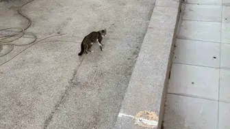 Yağmur suyu giderine sıkışan yavru kedi itfaiye tarafından kurtarıldı