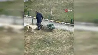 Palandöken sakinlerinden kaymakama destek: Gerilim sadece köpek olayından ibaret değil
