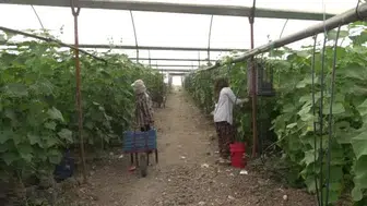Kahramanmaraş’ta turşuluk ürünlerin hasat dönemi başladı