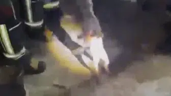 Osmaniye'de bir tilki apartmanın 3. katında mahsur kaldı