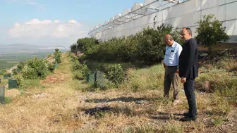 Erzin'de avokado ve mango üretimi ekonomiye katkı sağlıyor