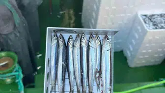 Didim’de hamsi kotası denetimleriyle balıkçılar uyarıldı