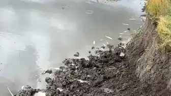 Kura Nehri'nde balık ölümleri için inceleme başlatıldı