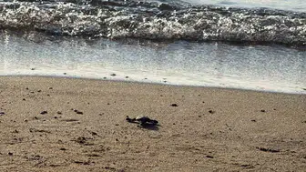 Kargı Koyu'nda caretta caretta yavruları denizle buluştu