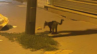 Iğdır'da kedi ve fare arasında 20 dakikalık ilginç oyun