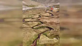 Çengel boynuzlu dağ keçisi sürüsü, cerrahın objektifine yakalandı