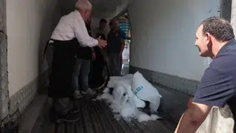 Çanakkale'den gelen dev kılıç balığı, Beylikdüzü'nde sergilenecek