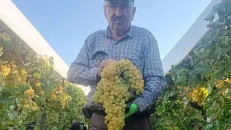 Sarıgöl'de 5,5 kiloluk dev üzüm salkımı şaşırttı