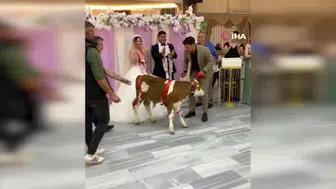 Düğün hediyesi olarak buzağı getirildi
