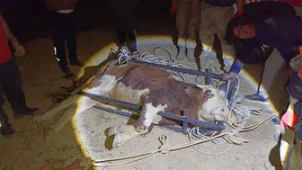 Erzincan'da tehlikeli uçuruma düşen büyükbaş hayvan kurtarıldı