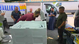 Düzce'de palamut sezonu başladı, vatandaşlar sıraya girdi