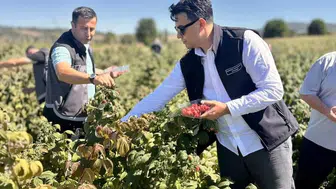 Bilecik’te ahududu hasadı sevinci: Yeni projeyle fidan sayısı katlandı
