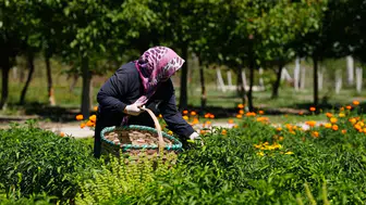 Bolu'da ata tohumları için hasat dönemi başladı