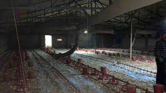 Bolu'da kümes yangını felaketi: 24 bin civciv yaşamını yitirdi