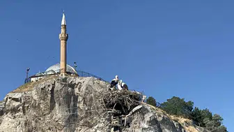 Sivas'taki leylekler, mahalle sakinlerinin komşusu haline geldi