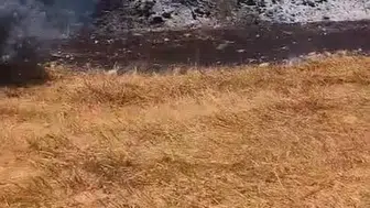 Manavgat'ta zeytinliklerde yangın: 100 ağaç etkilendi