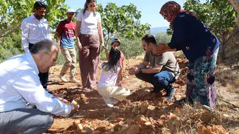 Kaymakam battal incir hasadı sırasında üreticilerle buluştu