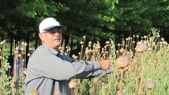 2026 yılında haşhaş tohumu alımına yönelik yeni düzenleme